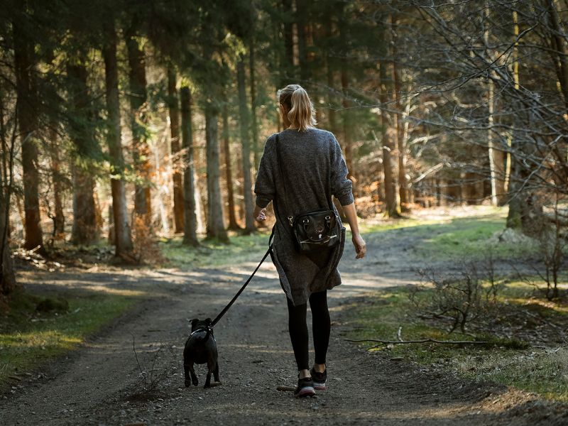 Lee más sobre el artículo Alojamiento para mascotas en Suances